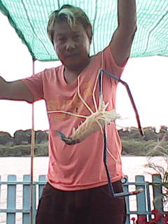 กุ้งมาแล้ว(ป่าโมก)