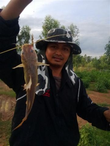 ล่าปลากด ฉลามน้อยน้ำจืด