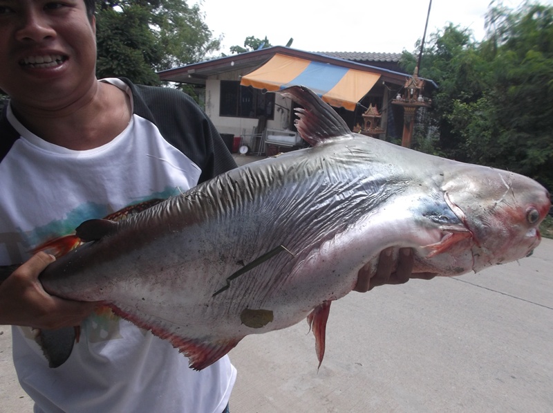 เทโพ ประตูน้ำเชียงรากหมายหน้าดิน