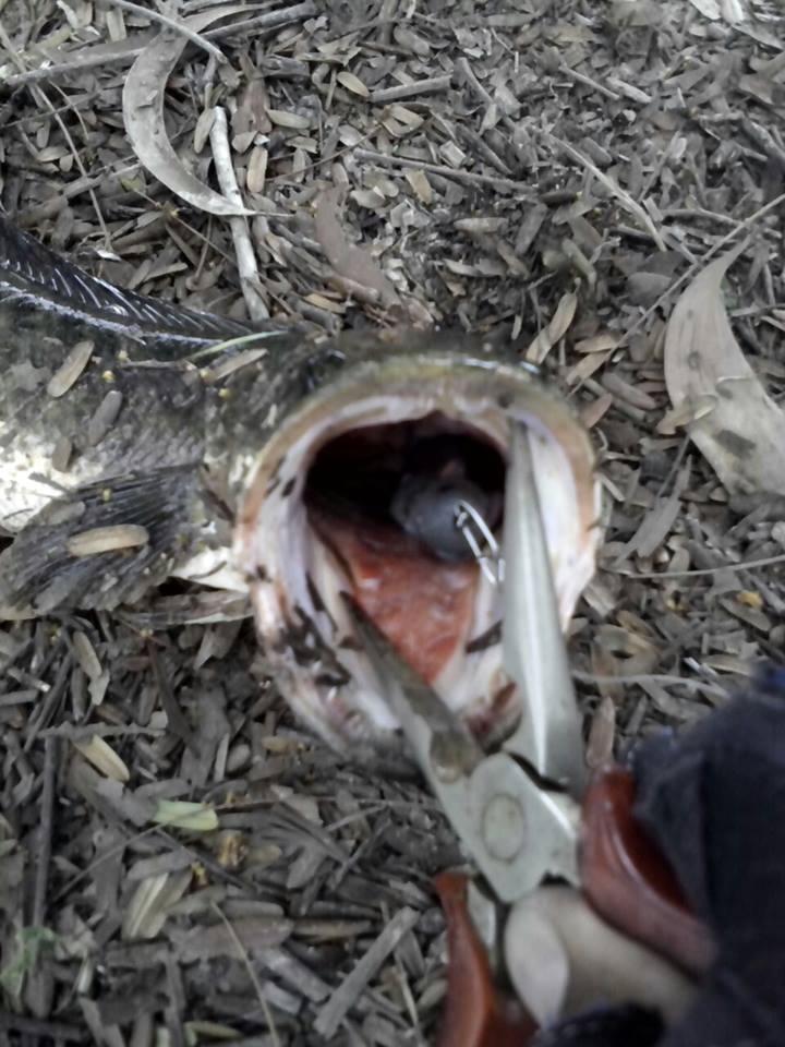 หนูทำได้