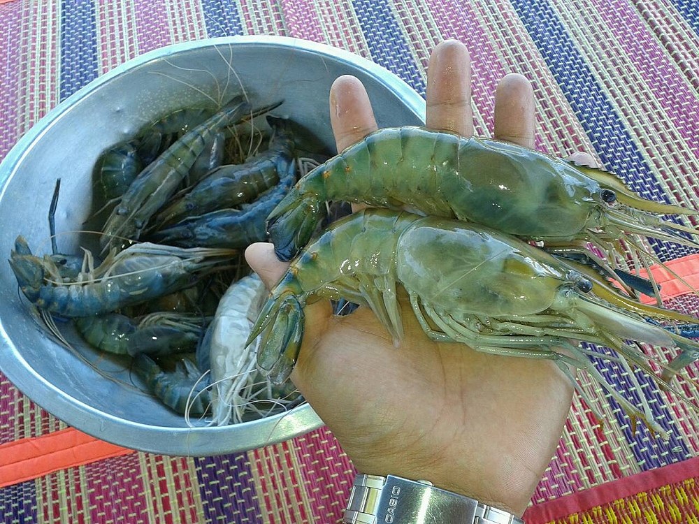 กุ้งบ้าง ปลาบ้าง อะไรบ้าง By Monza