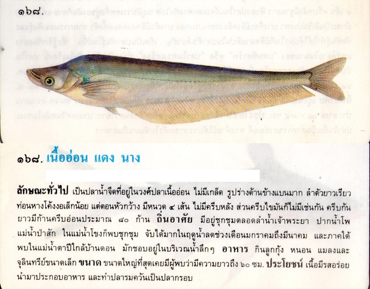 ขอมูลปลาไทย(เบื้องต้น)จากหนังสือ ภาพปลาและสัตว์น้ำของไทย โดยกรมประมง
