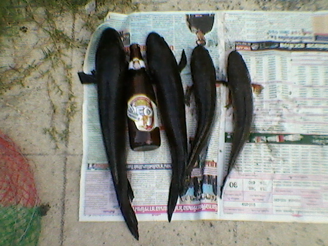 ลองส่งครั้งแรกครับ...เสาร์-อาทิต ชิวๆกับช่อนหมายเดิม