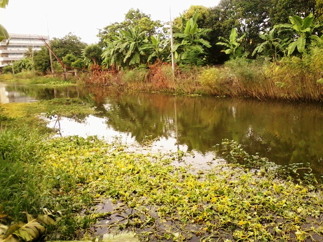 ชะโดคลองใกล้บ้าน(เยอะเลย)