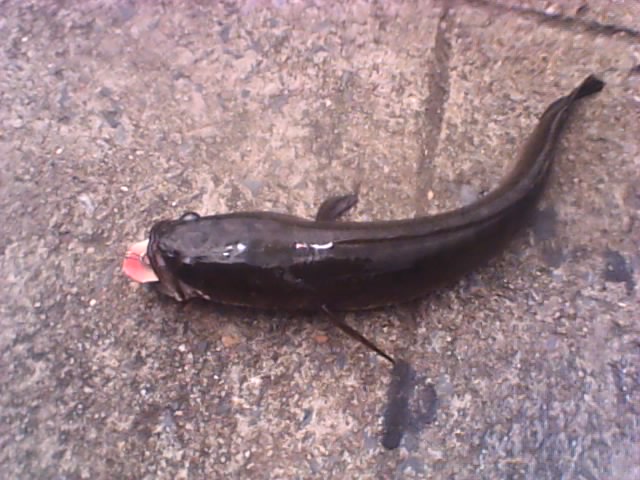 กบ จุ้บฟร็อก หรือ jub frog จ้า