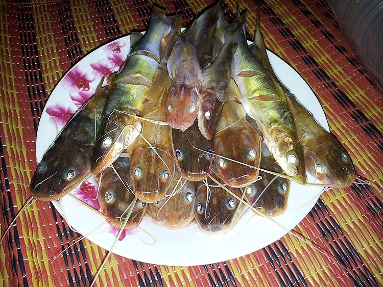 << ลุยเดี่ยวกับปลากดห้วยแย้ ^^ >>