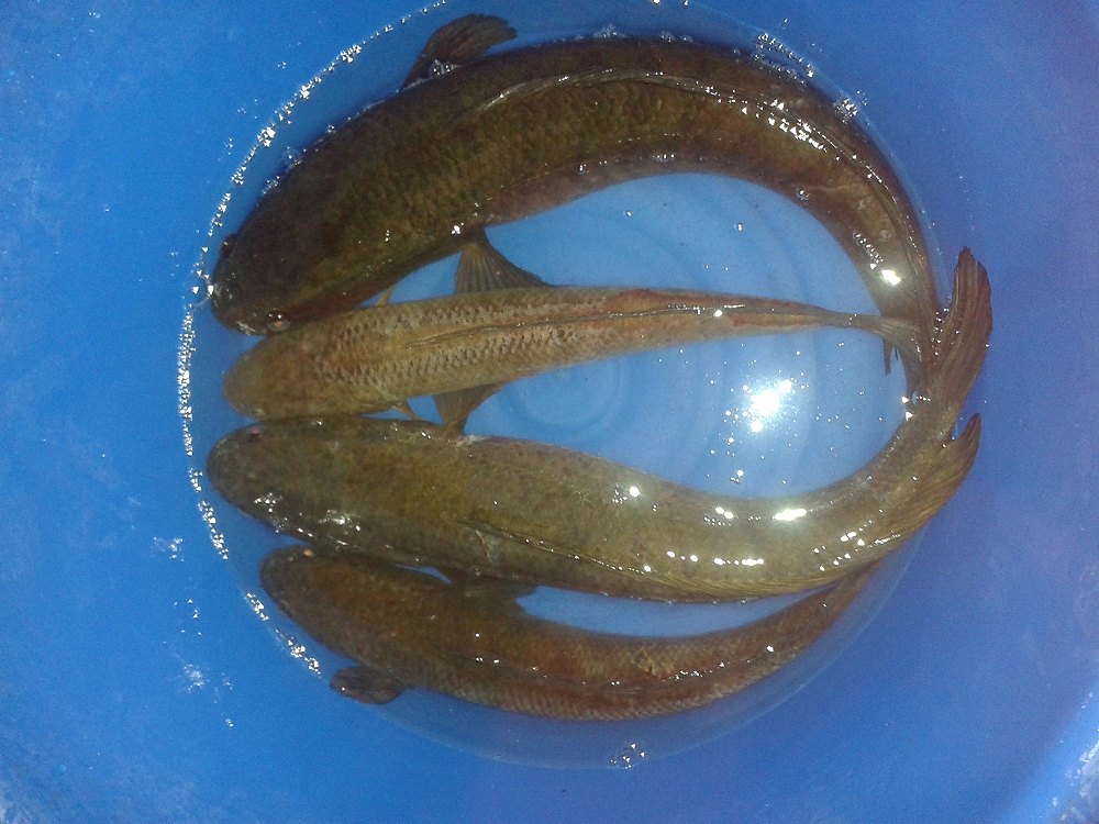 ลองส่งดู