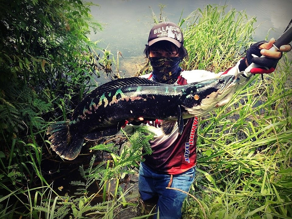 ลุงใหญ่fishing ชะโดไดโนเสา
