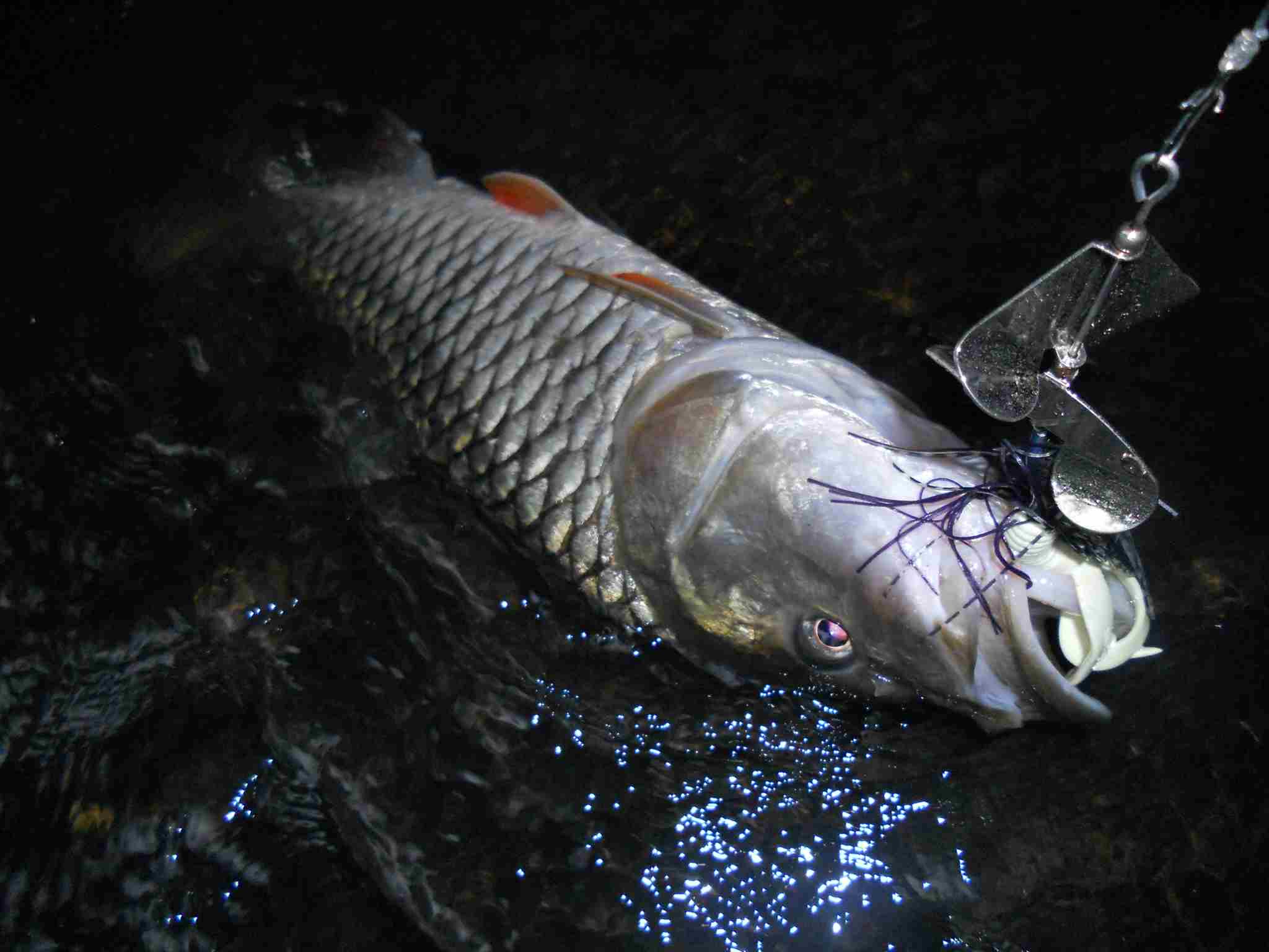 กระสูบชอบspinnerbait