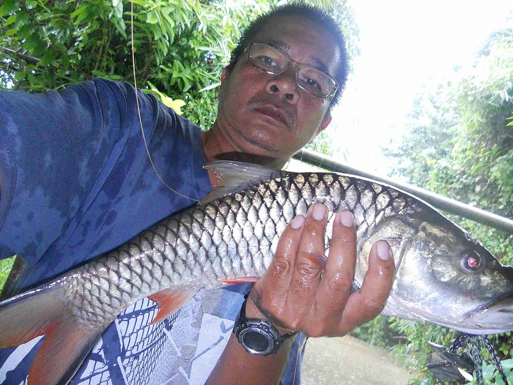 กระสูบชอบspinnerbait