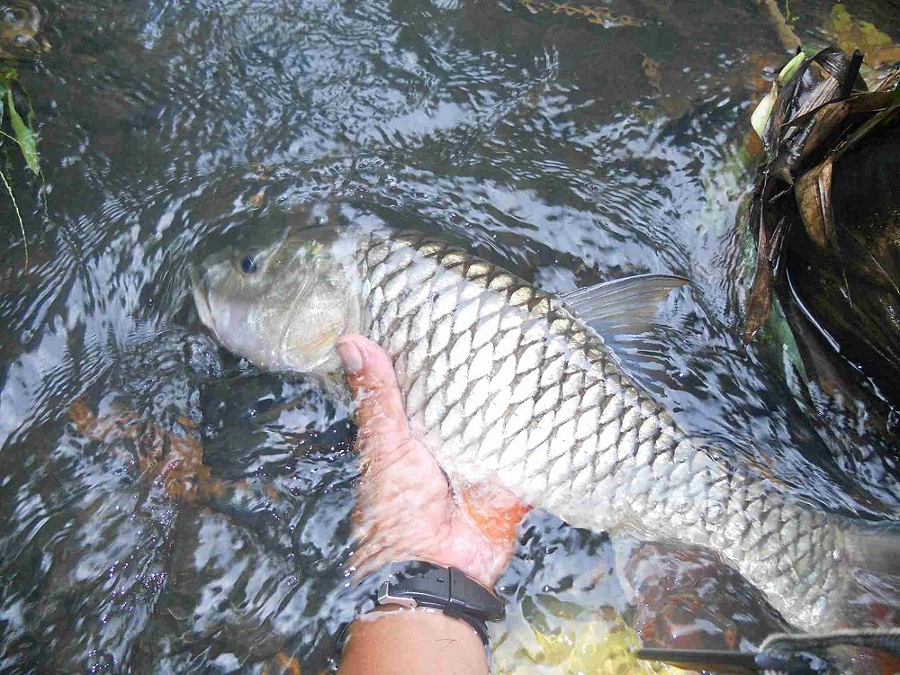 กระสูบชอบspinnerbait
