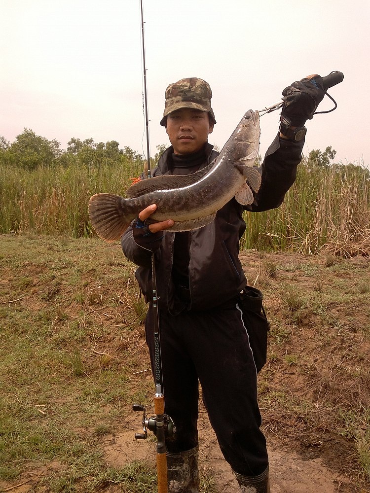 ชะโดใต้