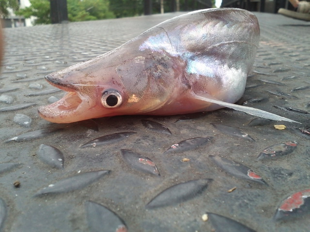 ปลาแดงเสร็จรำ @ สะพานดำ