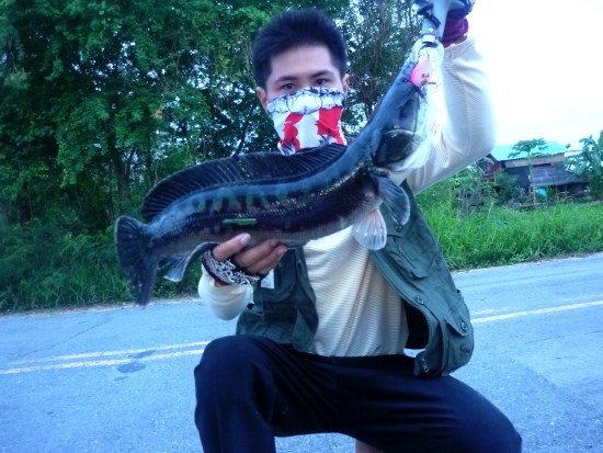 สามกษัตริย์ กับ Pink devil