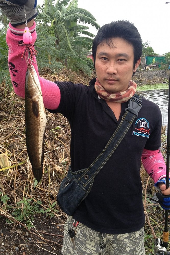 มานชมพู