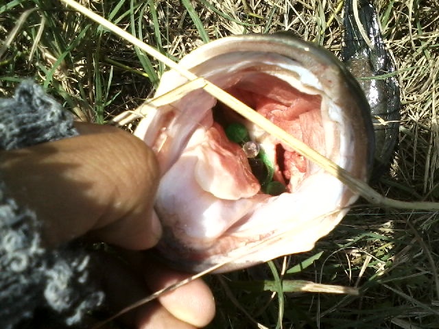Texas rig # 3