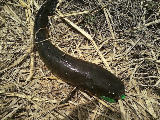 Texas rig # 3