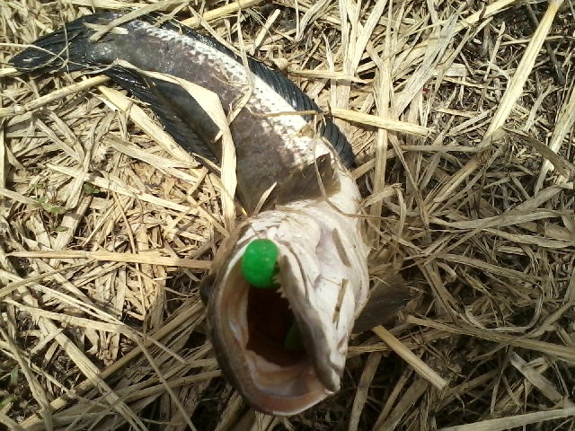 Texas rig # 3