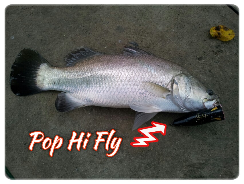 Pop Hi Fly
