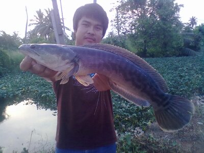 ชะโด+กะสง ตัวน้อยๆ @ บ้านแพ้ว