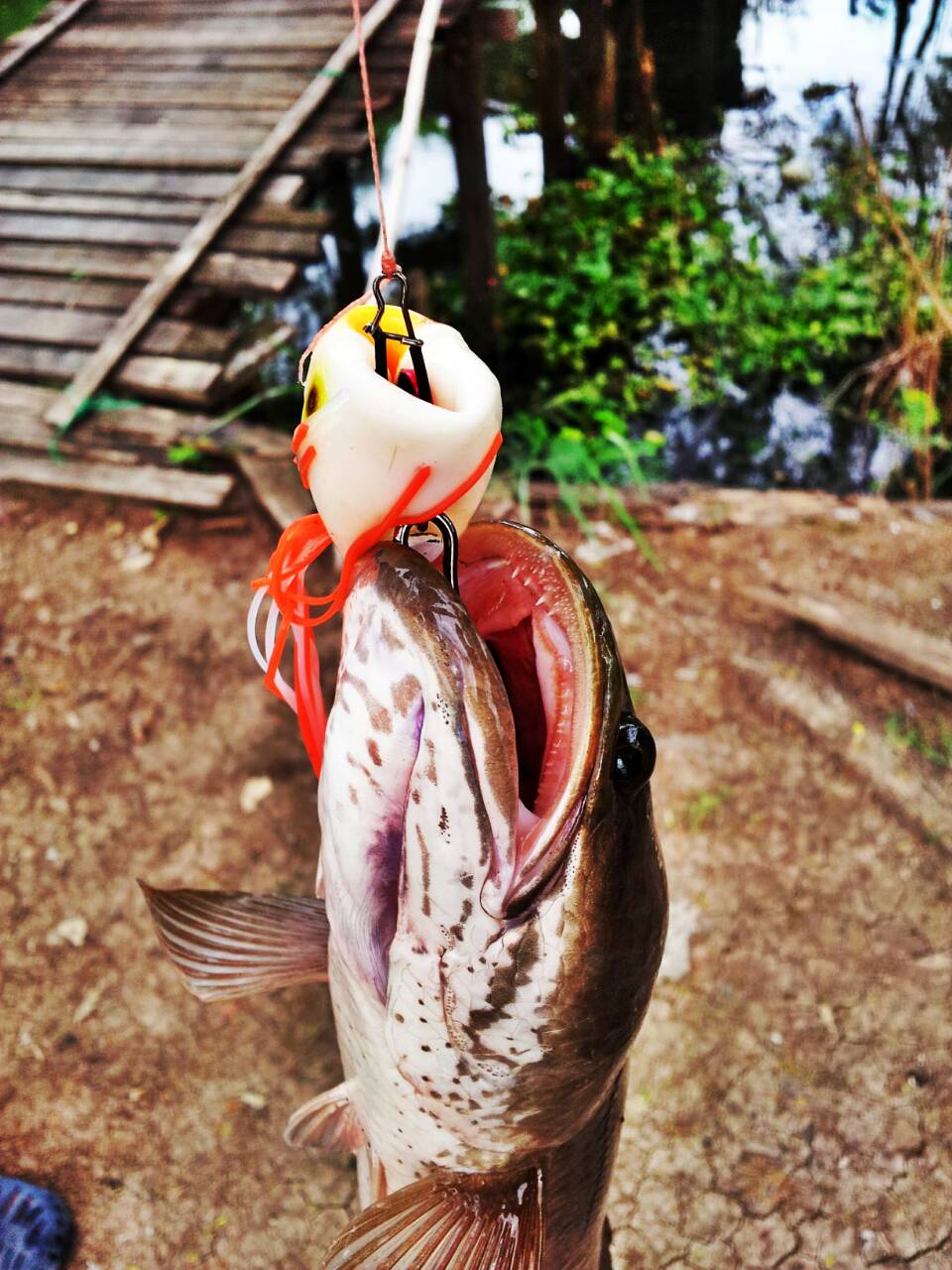 กบยาง Actionlure + ช่อน