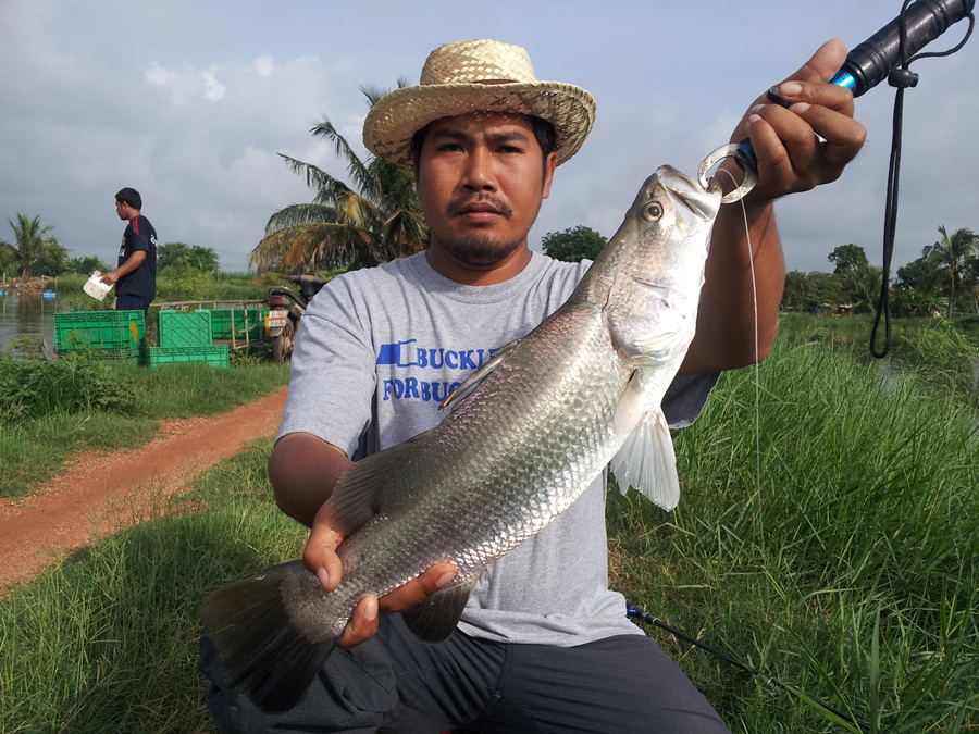 กระพงแปดริ้ว 8 กันยา โอนได้เลยครับ ปิดรับ