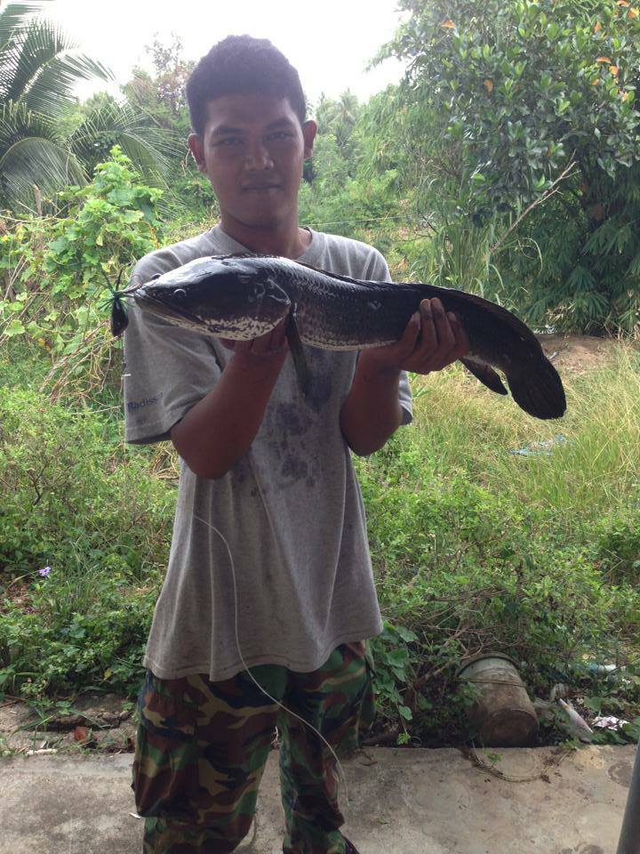 มาแล้วครับ ช่อนไซ่ร์3 กัดเหยื่อกบกระโดด Bad Boy โดยน้า A Prynum Fishing