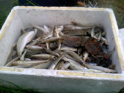 เห็ดโคนบางขุนเทียน