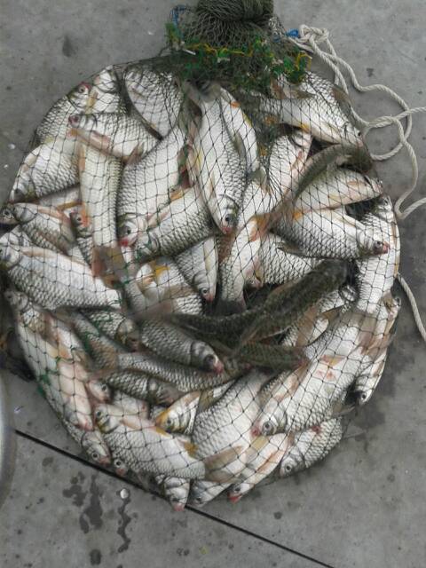 แพหนองปลาไหล..ปลากะลังกิน