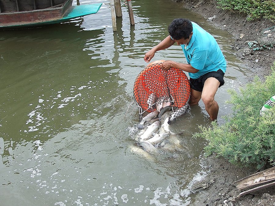 ขอยกเลิก กระพง,กุเรา (นาเกลือ) ไปก่อนครับ