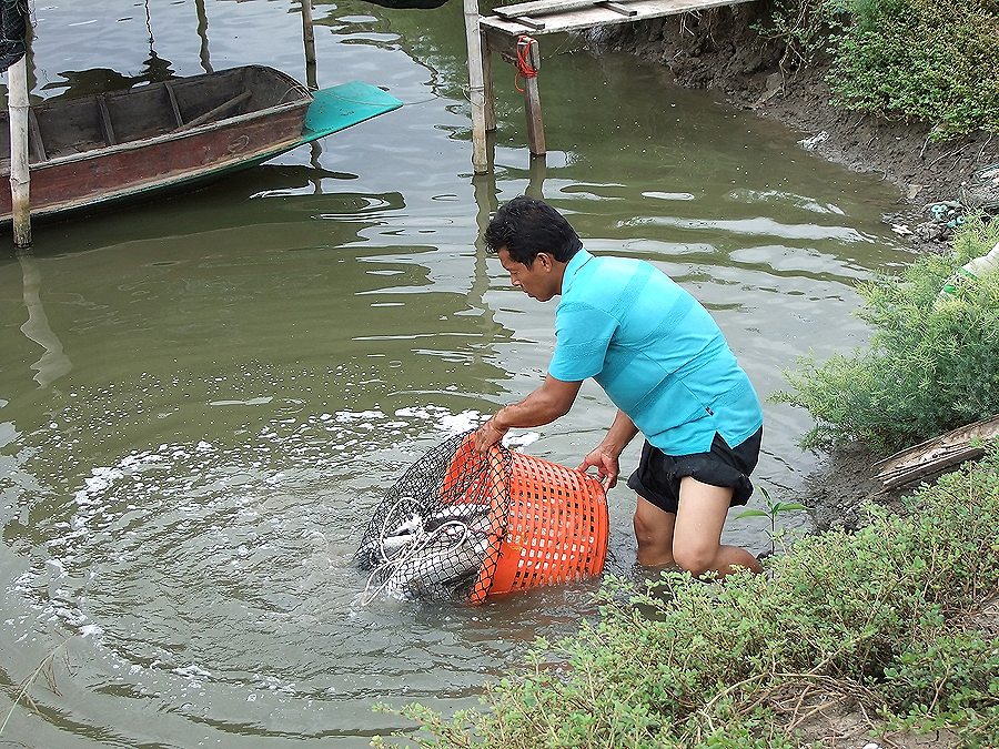 ขอยกเลิก กระพง,กุเรา (นาเกลือ) ไปก่อนครับ