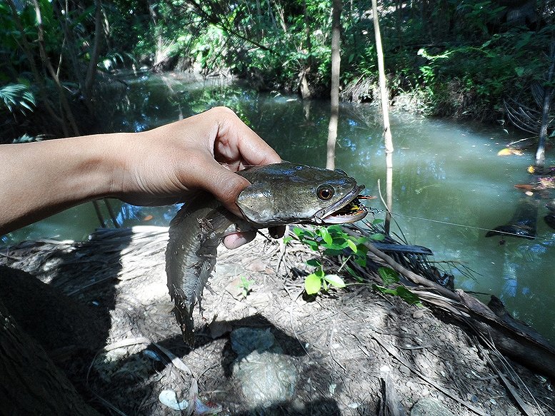ช่อนร่องสวน อัมพวา....