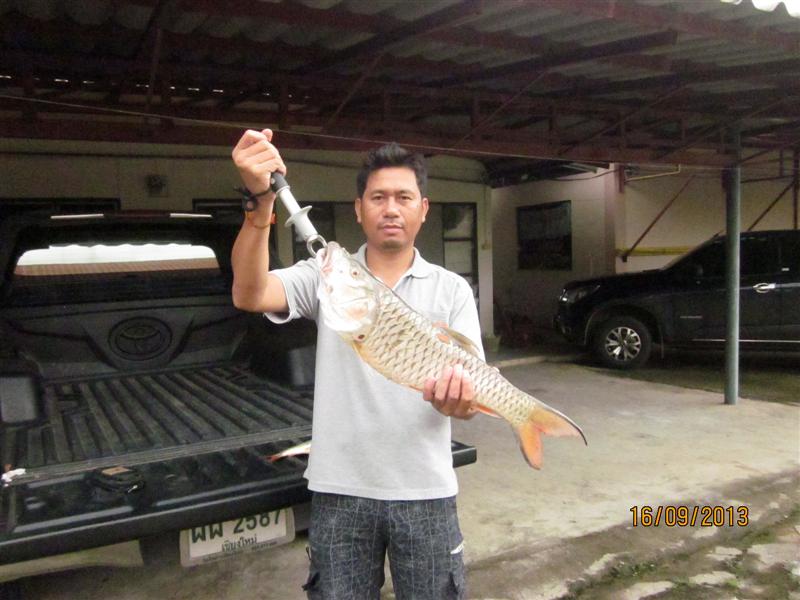 กระสูบลำพูน