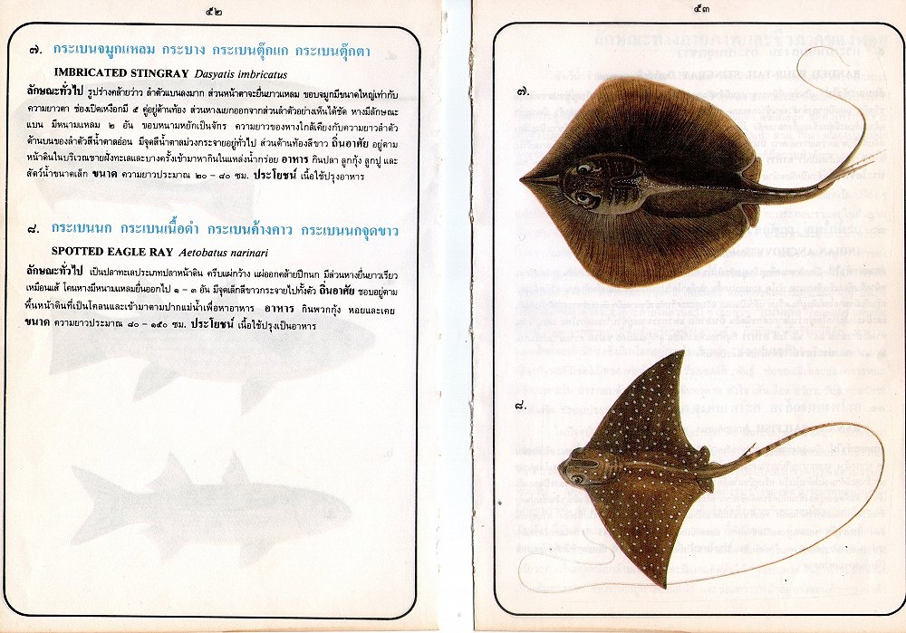 ขอมูลปลาไทย(เบื้องต้น)จากหนังสือ ภาพปลาและสัตว์น้ำของไทย โดยกรมประมง