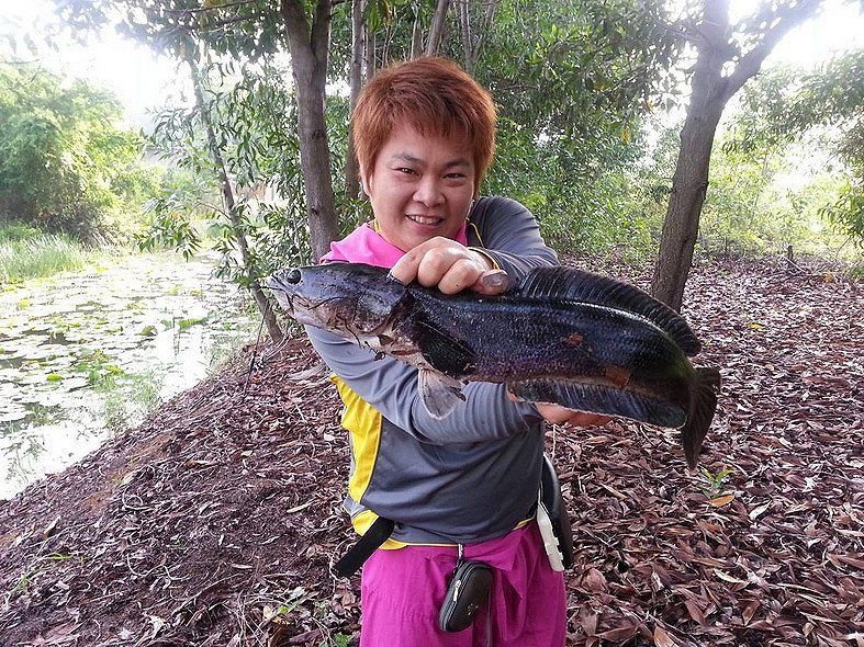 JUB FROG 5แอคชั่น ผลงานรวมกบยาง JUB FROG 