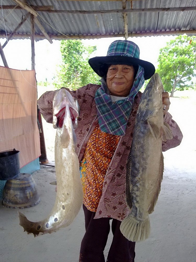 ปลากินของปลอม