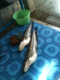 เค้า ลพบุรี