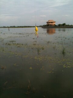 ทุ่งนาที่สุพรรณน้ำท่วม จัดหน่อย