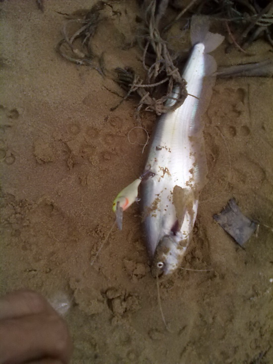rapala chadrap กะหน้าน้ำหลาก