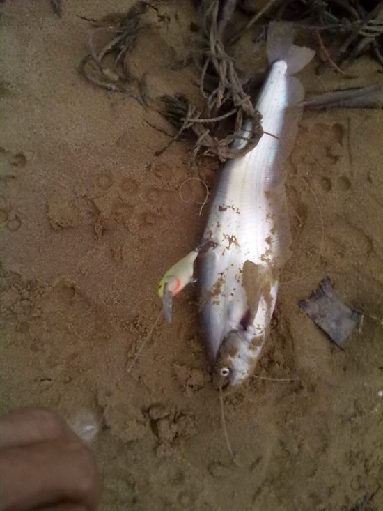 rapala chadrap กะหน้าน้ำหลาก