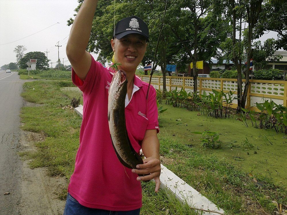 ตกปลาช่อน หมายริมทาง บางเลน นครปฐม