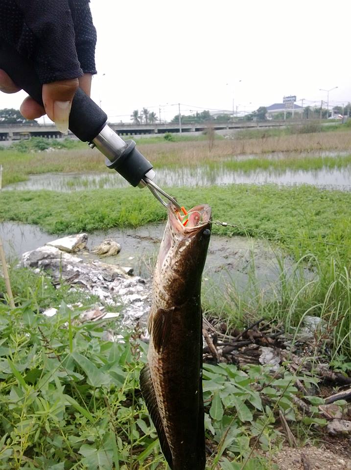 รวมมิตร JUB FROG จ้าาาาาาาาาาาาาาา
