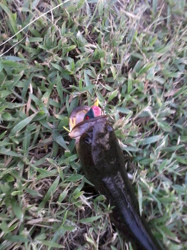 รวมมิตร JUB FROG จ้าาาาาาาาาาาาาาา