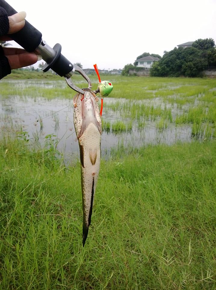 รวมมิตร JUB FROG จ้าาาาาาาาาาาาาาา
