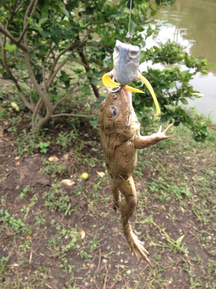 รวมมิตร JUB FROG จ้าาาาาาาาาาาาาาา