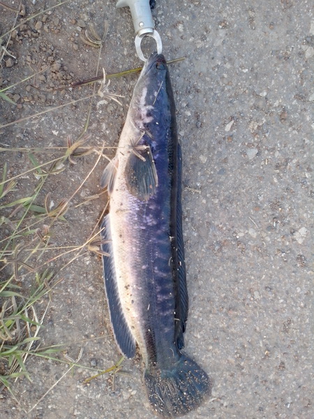 เทสเหยื่อเรซิ่น 4.5 cm