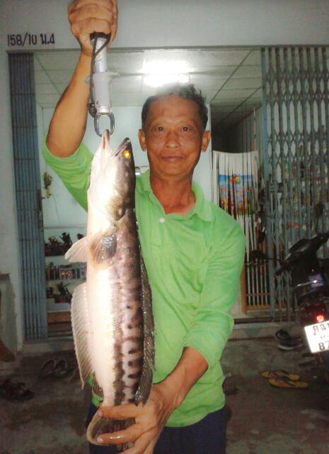 ช่อนน้ำท่วม by ลุงกะป้า