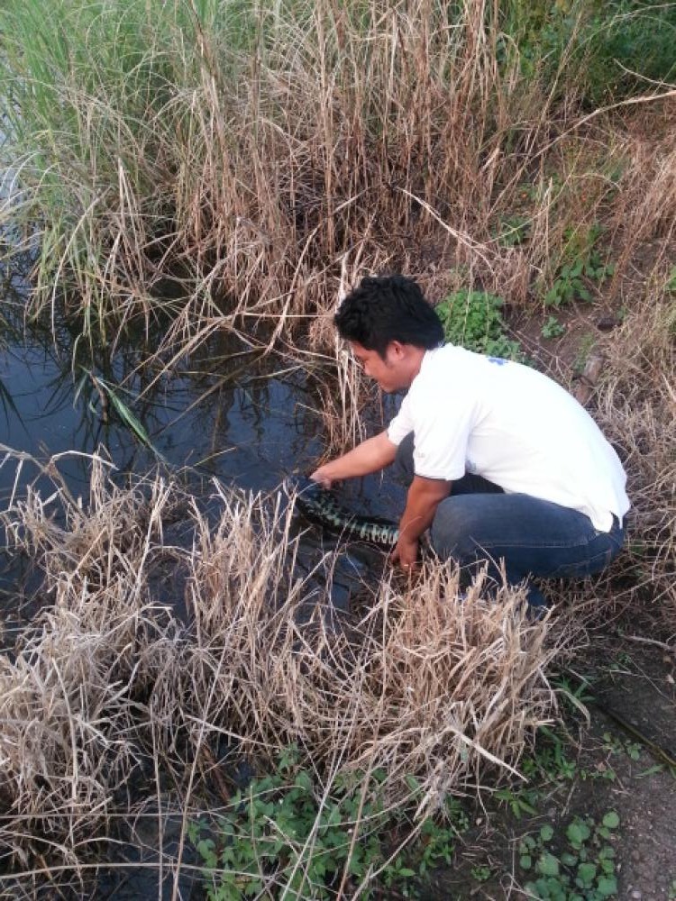 เช้านี้ที่หนองตาแดง ลพบุรี