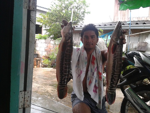 อำเภอ หัวหิน ยังมีชะโด
