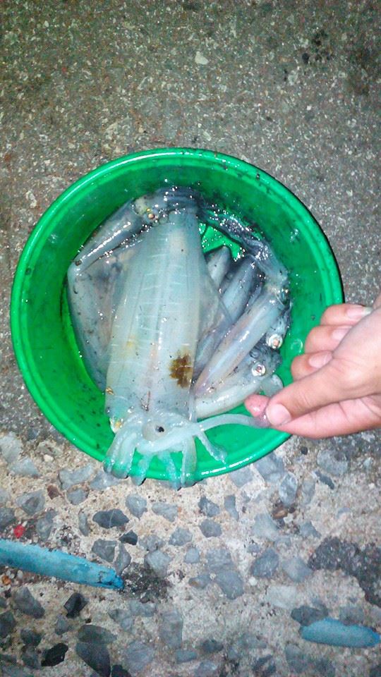 ตกหมึกท่าเรือ....แถวสัตหีบ